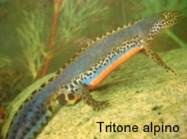 Tritone alpino